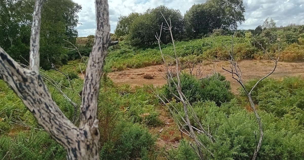 Summer landscape in the New Forest, Hampshire, with open heathland and vegetation.