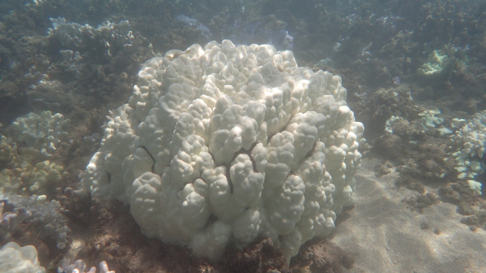 Bleached Porites lobata coral in Maui during the 2015 El Niño bleaching event.