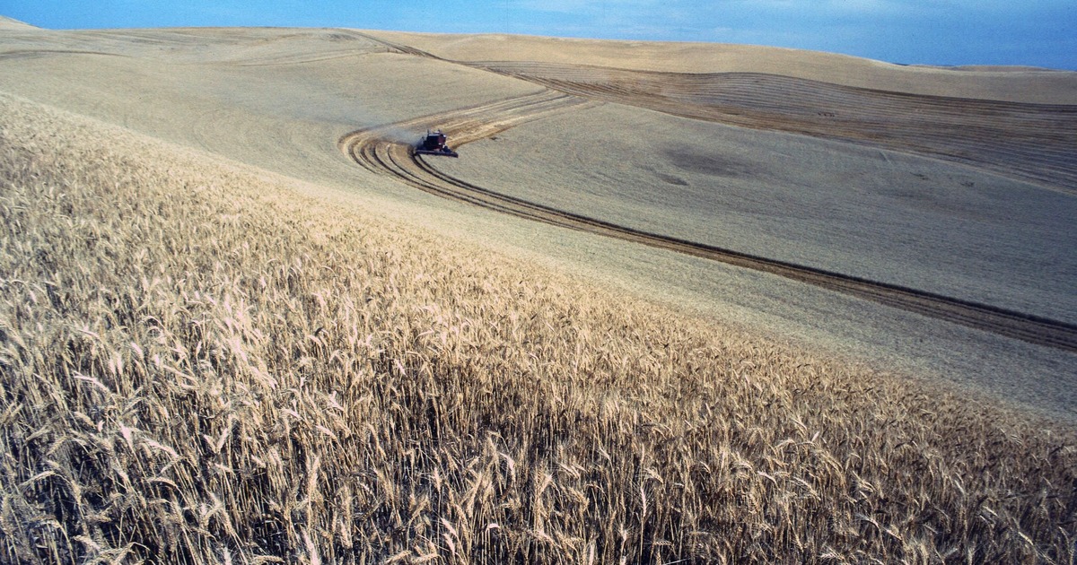 Wheat field during harvest